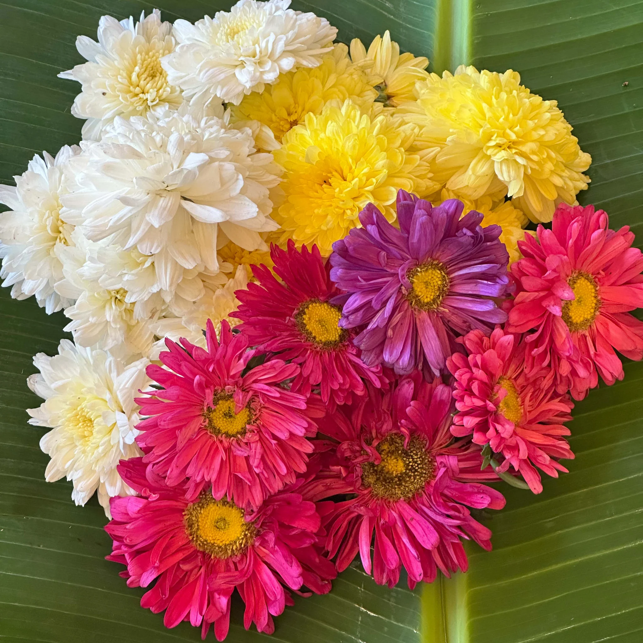 Mixed Marigold &amp;amp; Shevanti